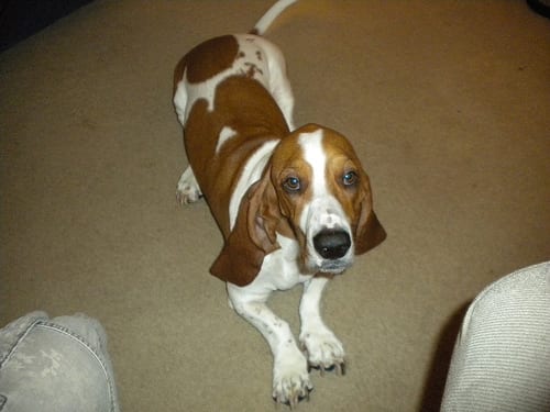 Lost Basset Hound grey named Finn in Waterloo