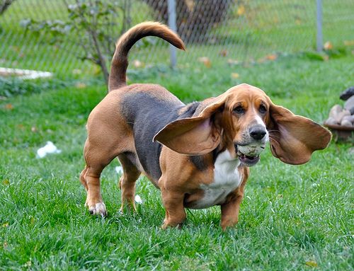 Lost Basset Hound black and white named Bentley in Cape Breton