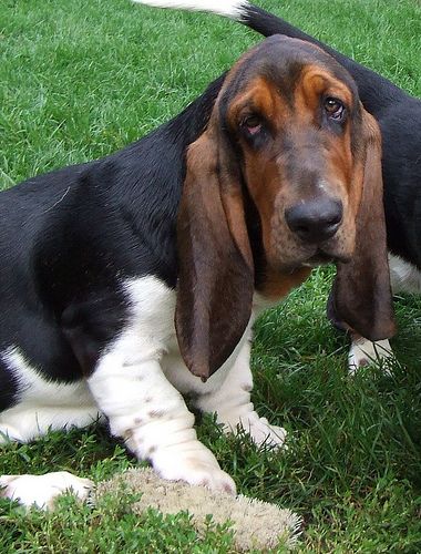 Lost Basset Hound brown and white named Leo in Calgary