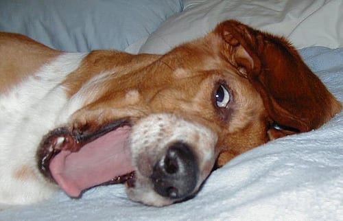 Lost Basset Hound black and white named Charlie in Stratford