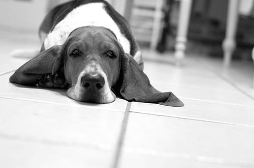 Lost Basset Hound black and white named Buddy in Sault Ste. Marie