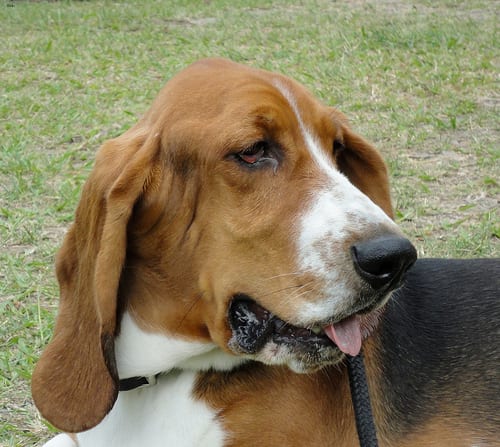 Lost Basset Hound tan named Nala in Montréal