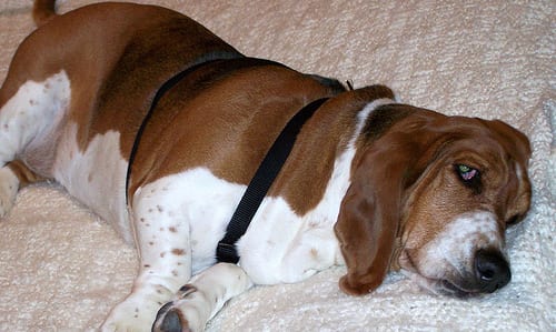 Lost Basset Hound white named Bella in Lloydminster