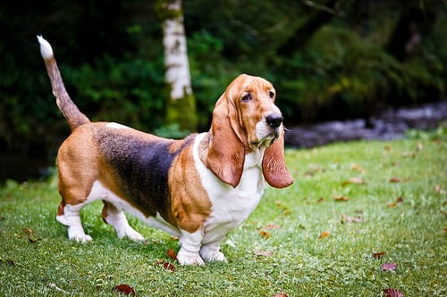 Lost Basset Hound cream named Tucker in Toronto