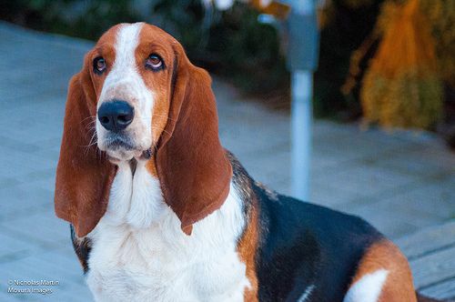 Lost Basset Hound chocolate named Sadie in Innisfil