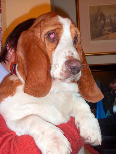 Lost Basset Hound black named Nala in Prince Albert