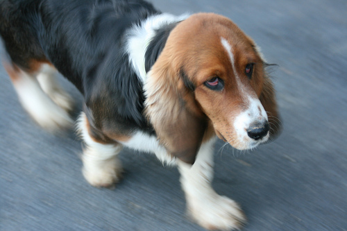 Lost Basset Hound black named Leo in Ottawa