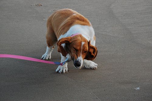 Lost Basset Hound tan named Luna in Waterloo