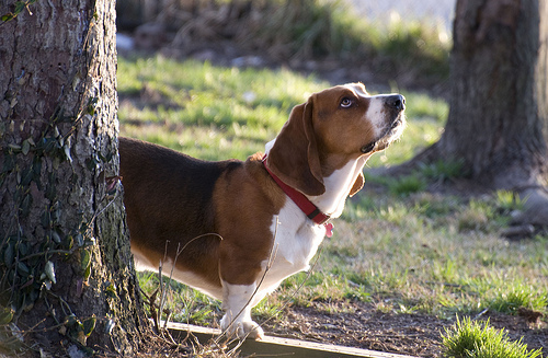Winston