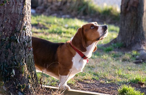 Lost Basset Hound black and white named Zoey in Dieppe