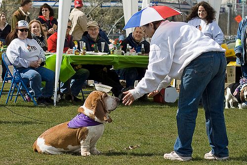 Lost Basset Hound tan named Luna in Ottawa