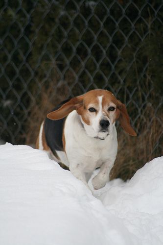 Lost Beagle white named Daisy in Lloydminster