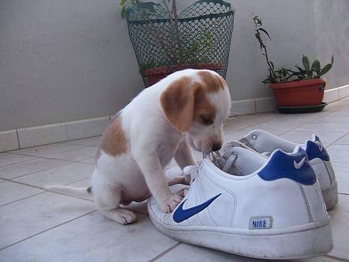 Lost Beagle cream named Luna in Shawinigan
