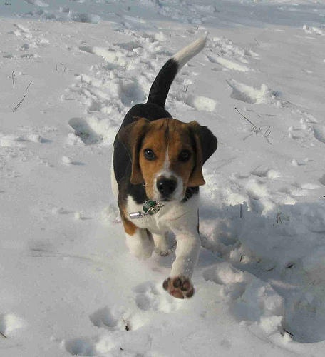 Rocky