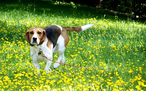 Lost Beagle white named Duke in Paradise