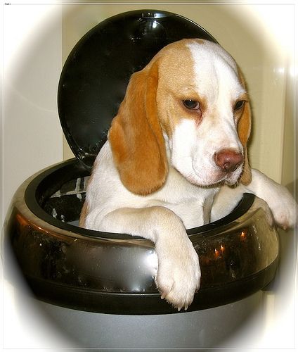 Lost Beagle white named Duke in Okotoks