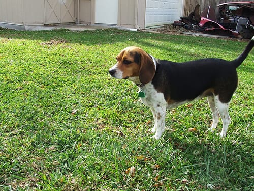 Lost Beagle chocolate named Sadie in Barrie