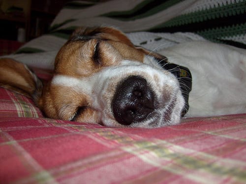 Lost Beagle golden named Max in Québec City