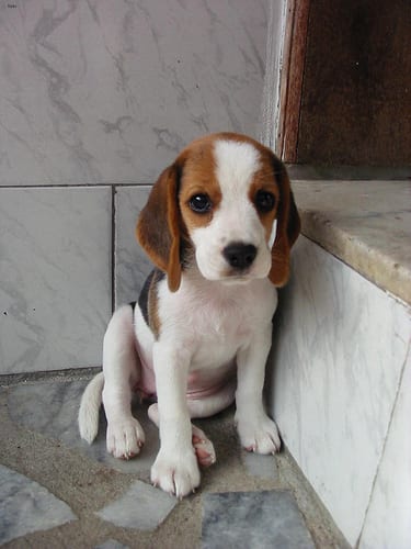 Lost Beagle brown named Nala in Montréal