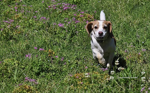 Lost Beagle grey named Bella in London