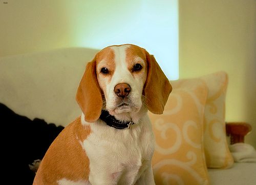 Lost Beagle black named Bella in Winnipeg