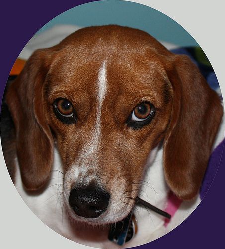 Lost Beagle brown and white named Bella in Gander