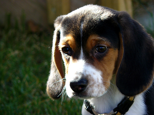 Daisy
