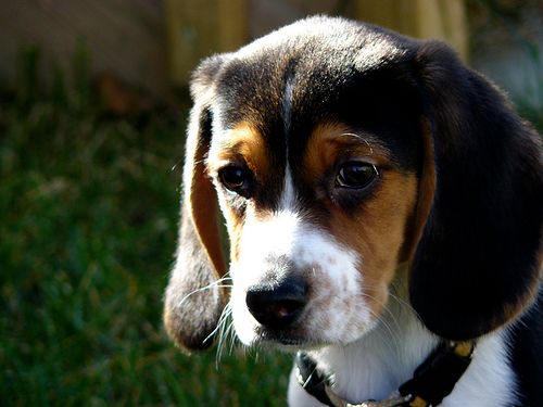 Lost Beagle brown named Daisy in Charlottetown