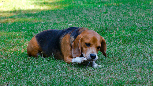 Daisy