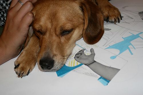 Lost Beagle black named Nala in Amherst