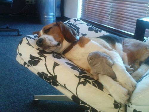 Lost Beagle tan named Duke in Edmonton