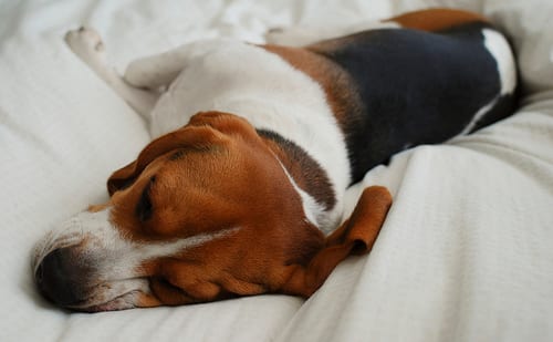 Lost Beagle cream named Rocky in Ajax