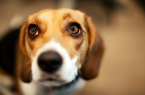 Lost Beagle black and white named Leo in Drummondville