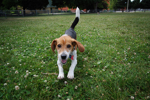 Lost Beagle tan named Molly in Toronto