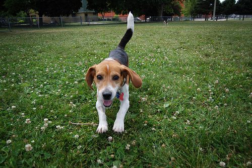 Lost Beagle tan named Molly in Toronto