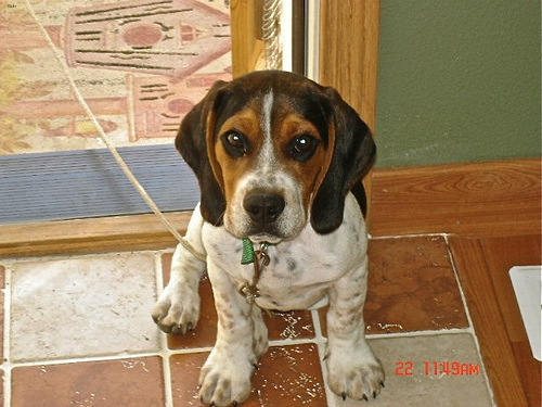 Lost Beagle golden named Buddy in Oakville