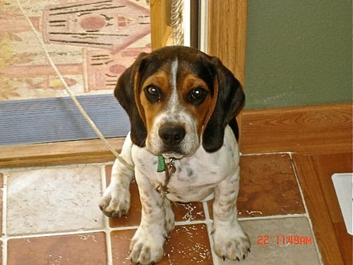 Lost Beagle golden named Buddy in Oakville