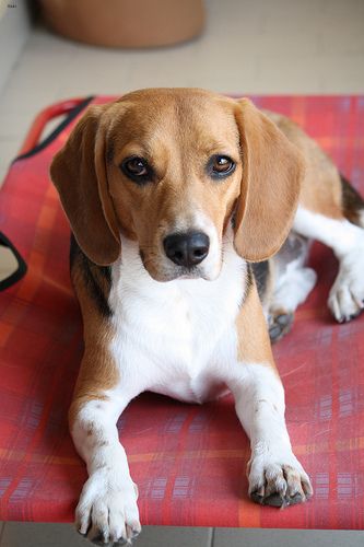 Lost Beagle black named Oliver in Montréal