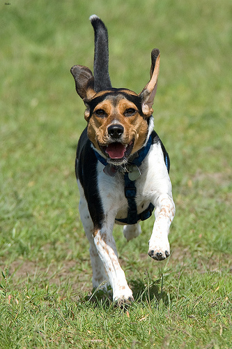 Lost Beagle tan named Leo in Toronto