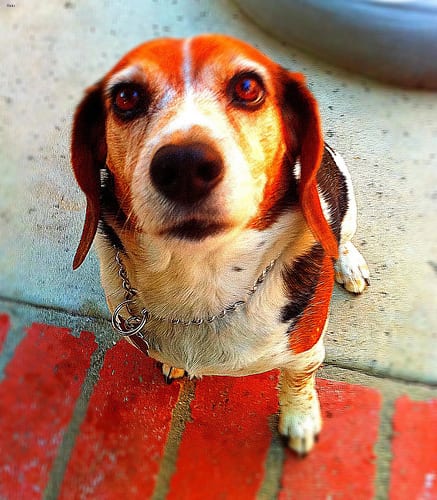 Lost Beagle chocolate named Lucy in Prince George