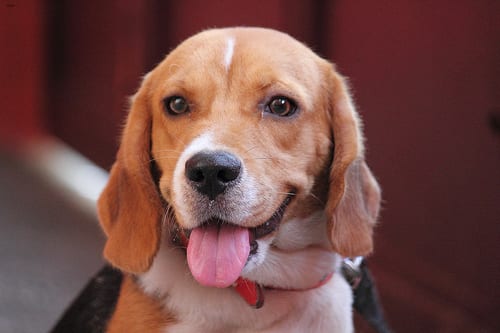 Lost Beagle black and white named Leo in Red Deer