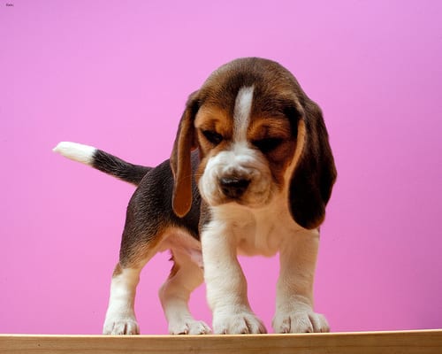 Lost Beagle chocolate named Buddy in Québec City
