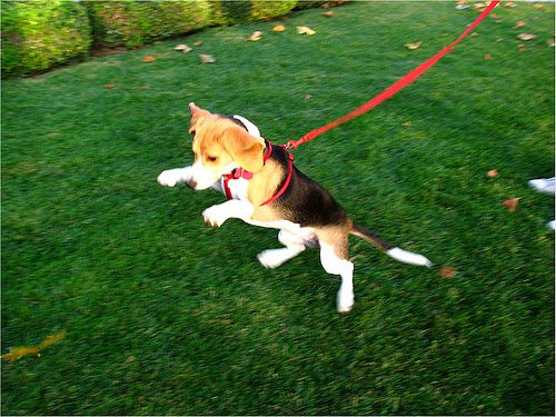 Lost Beagle cream named Zoey in Beaumont