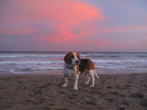 Lost Beagle chocolate named Winston in Montréal