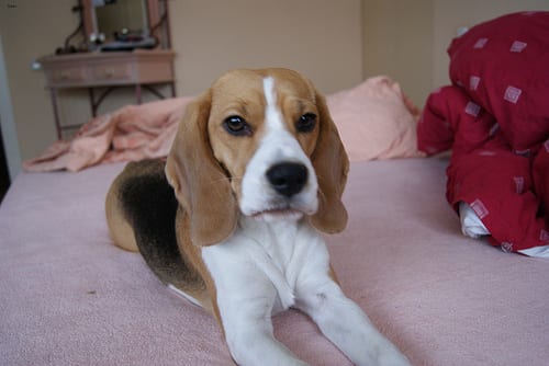 Lost Beagle golden named Winston in Toronto