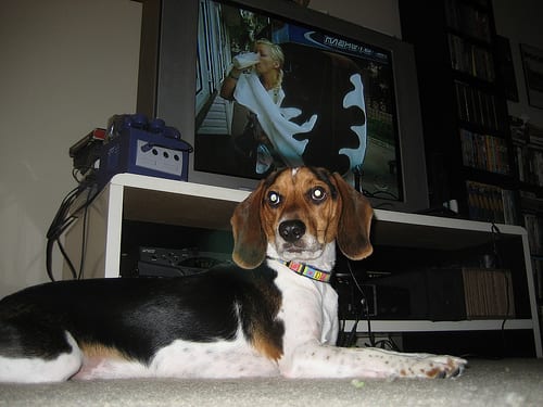 Lost Beagle black named Sadie in Rimouski