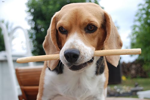 Lost Beagle black and white named Winston in Saskatoon