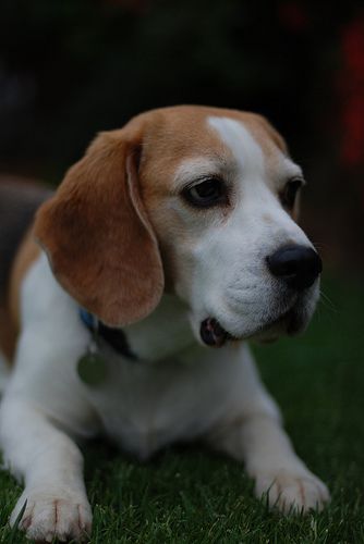 Lost Beagle white named Finn in Gatineau