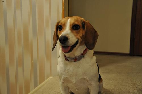 Lost Beagle white named Bella in Newmarket