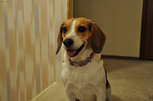 Lost Beagle white named Bella in Newmarket